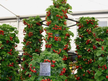 Tehnologia olandeză Cultivarea căpșuni (boală apar dăunători) cultivarea căpșuni în conformitate cu tehnologie olandeză
