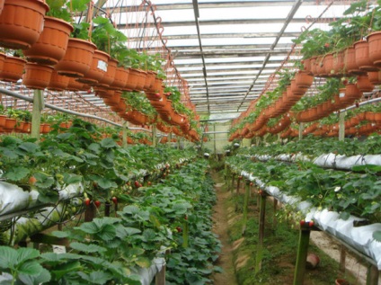 Tehnologia olandeză Strawberry Cultivare (căpșuni) cultivarea căpșuni în conformitate cu tehnologie olandeză