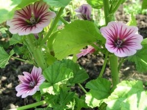 Cultivarea semințelor de nalba și îngrijire (îngrijire) semințe de nalba Cultivare și îngrijire