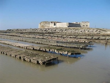 midii în creștere - vânătoare și pescuit în România și în străinătate (creștere) midii în creștere - vânătoare și pescuit în România și în străinătate