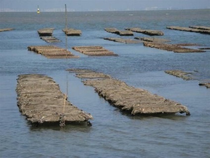 midii în creștere - vânătoare și pescuit în România și în străinătate (Biotechnics de cultivare crustacee) midii în creștere - vânătoare și pescuit în România și în străinătate