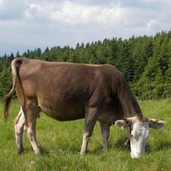 creștere (în creștere) creștere