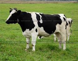 Cultivarea animalelor tinere (noapte de masă verde) creștere