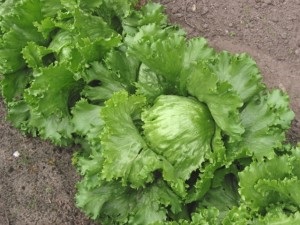 Cultivarea salata verde în caracteristicile iceberg cabana sfaturi (salata verde) Cultivarea salata verde în cabana iceberg caracteristici sfaturi