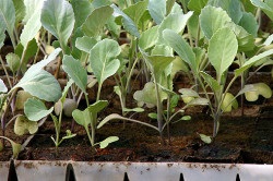 Cultivarea de răsaduri de varză special metoda singling (caracteristici) Cultivarea răsadurilor de varză special metoda singling