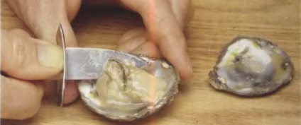 scoicile Gust Cum de a găti scoicile (mare) Gust scoicile cum să gătească scoicile