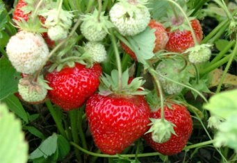 slăbire Delicious prin căpșuni (căpșuni) pierdere în greutate gustoase cu ajutorul căpșuni