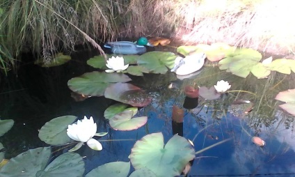 Lacuri de acumulare din țară - un iaz sau un bazin (piscina) Lacuri de acumulare din țară - un iaz sau piscina