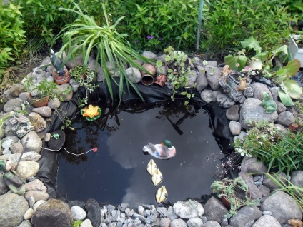 Lacuri de acumulare din țară - un bazin de iaz sau înot (iaz) Lacuri de acumulare din țară - un iaz sau piscina