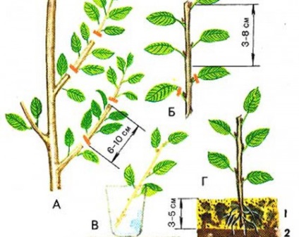Felt plantare cireșe, îngrijire, reproducere, boli (descrierea unei pâslă cireșe Prunus tomentosa plantare de îngrijire a oaselor proprietăți utile ale frunzelor plantelor beneficiile tratamentului proprietăți înflorite reproducere a bolii cad moniliosis buta boala transplant polenizare cresc o descriere a tulpinii culturilor cultivării de îngrijire reproducere) plantare cireșe Felt, îngrijire, reproducere, boala
