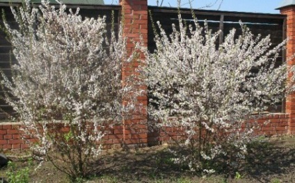 Felt plantare cireșe, îngrijire, reproducere, boli (descrierea unei pâslă cireșe Prunus tomentosa plantare de îngrijire a oaselor proprietăți utile ale frunzelor plantelor beneficiile tratamentului proprietăți înflorite reproducere a bolii cad moniliosis buta boala transplant polenizare cresc o descriere a tulpinii culturilor cultivării de îngrijire reproducere) plantare cireșe Felt, îngrijire, reproducere, boala
