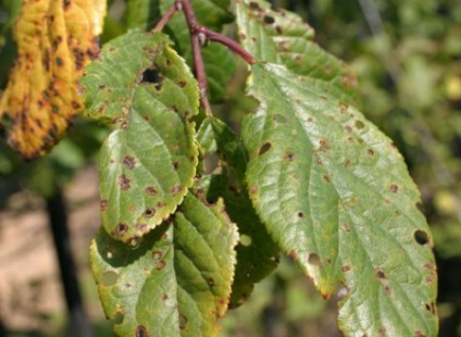Felt plantare cireșe, îngrijire, reproducere, boli (descrierea unei pâslă cireșe Prunus tomentosa plantare de îngrijire a oaselor proprietăți utile ale frunzelor plantelor beneficiile tratamentului proprietăți înflorite reproducere a bolii cad moniliosis buta boala transplant polenizare cresc o descriere a tulpinii culturilor cultivării de îngrijire reproducere) plantare cireșe Felt, îngrijire, reproducere, boala