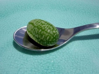 Întregul adevăr despre pepene verde () Tot adevărul despre pepene verde