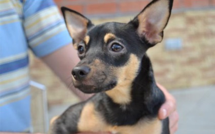 Legare română jucărie terrier câini mici în special împerechere (împerechere) Legare de jucărie română terrier câini mici în special împerechere