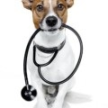 Legarea terrier, decordog (legare mini Toy Terrier) Legarea terrier, decordog
