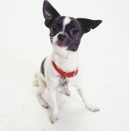 Legarea terrier, decordog (legare mini Toy Terrier) Legarea terrier, decordog