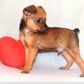 Legarea terrier, decordog (legare mini Toy Terrier) Legarea terrier, decordog