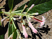 Cinchona - l (cinchona) Cinchona - l
