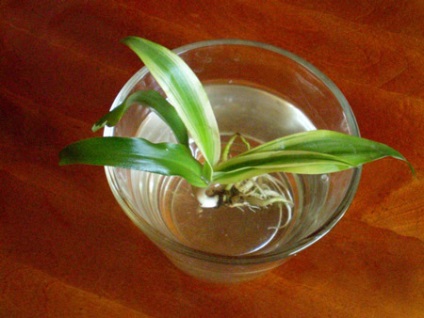 Chlorophytum - trăsături caracteristice și probleme comune în creștere (Orange) Chlorophytum - caracteristici și probleme comune, în timp ce în creștere