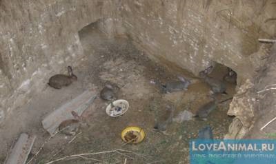 Pit pentru iepuri - casa naturala (schema de gropi iepuri) Pit pentru iepuri - o casa naturala