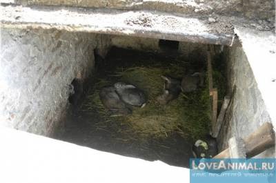 Pit pentru iepuri - casa naturală (conținutul iepurilor în groapă) Pit pentru iepuri - o casa naturala