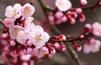 copaci ornamentali japoneze