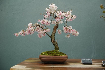 Japoneze seminte bonsai cires, cedru si pin, Bonsai fotografie, cultivarea alb,