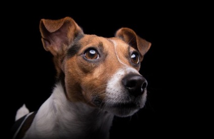 Sunt câine daltonism (câine) Sunt câini colorblind