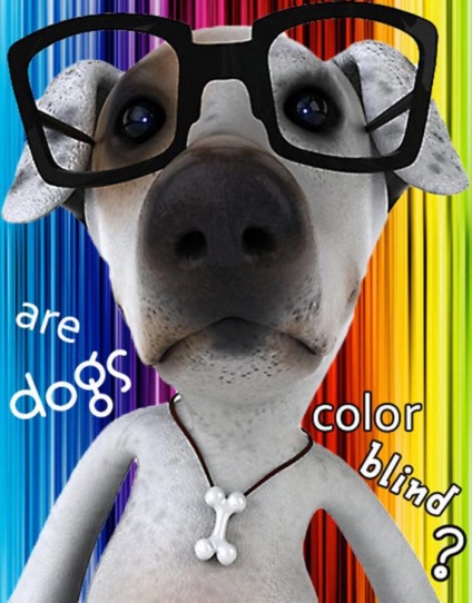 Sunt câine daltonism (câine) Sunt câini colorblind