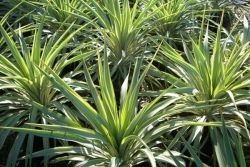 Garden Yucca (Yucca) grădină Yucca