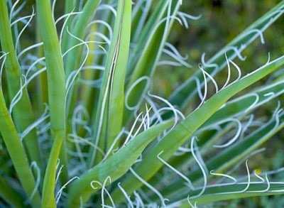 gradina Jukka să aibă grijă de planta (să aibă grijă) Jukka gradina cum să aibă grijă de plante