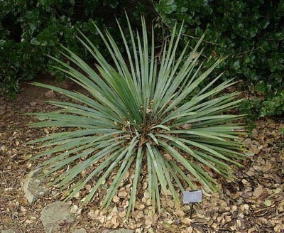 gradina Jukka să aibă grijă de planta (să aibă grijă) Jukka gradina cum să aibă grijă de plante