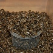 Parcele ale tiroidei, enterocolite și dysbacteriosis (parcele) Conspirații ale glandei tiroide, și enterocolită, dysbiosis