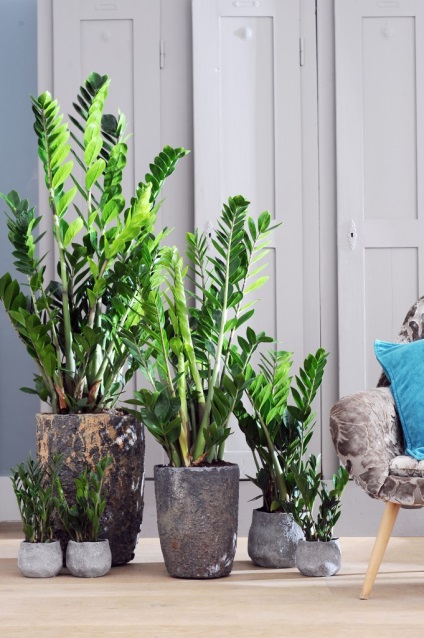 sfaturi Zamioculcas privind îngrijirea, hrănirea, transplant (Zamioculcas) sfaturi Zamioculcas privind îngrijirea, hrănirea, transplant