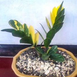 de îngrijire la domiciliu Zamioculcas (sfaturi generale) Zamioculcas de îngrijire la domiciliu