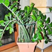 de îngrijire la domiciliu Zamioculcas (îngrijirea și cultivarea Zamioculcas la domiciliu) Zamioculcas de îngrijire la domiciliu