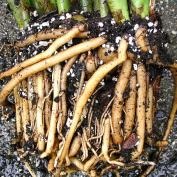 de îngrijire la domiciliu Zamioculcas (sfaturi generale) Zamioculcas de îngrijire la domiciliu