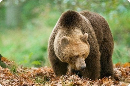 Este păcat că nu te poți opri timpul și să aducă totul înapoi la corectat