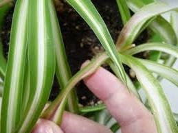 Îngălbenire și uscare chlorophytum (Chlorophytum) Galben și se usucă Chlorophytum