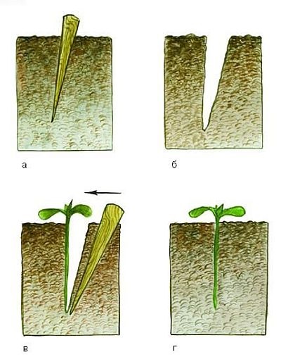 Caracteristici biologice și reproducerea cireșe