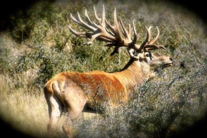 Deer pentru a vâna căprioare la deschidere să fie gata!