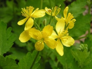 Boala lui Bowen - cauze, simptome, tratament, prognostic, fotografii