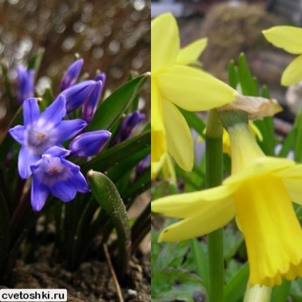 hionodoksa de flori și de plantare fotografie și îngrijire de plante, varietățile