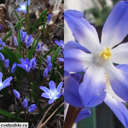 hionodoksa de flori și de plantare fotografie și îngrijire de plante, varietățile