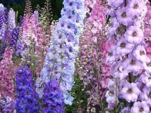 Delphinium mulți ani de plantare și îngrijire de plante, varietate de culori și fotografii