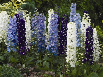 Delphinium mulți ani de plantare și îngrijire de plante, varietate de culori și fotografii