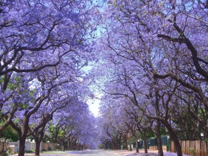 Violet copac Jacaranda sau mimozolistnaya