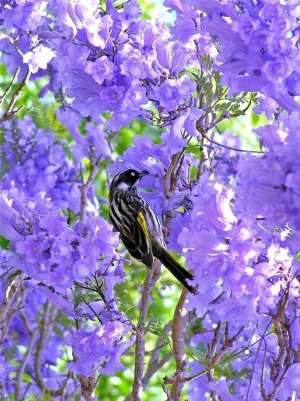 Violet copac Jacaranda sau mimozolistnaya