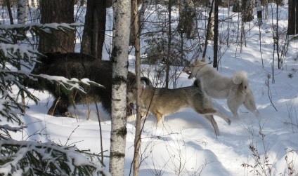 vânătoare mistreț cu nataska husky video și câini pritravka, reguli de testare și alte nuanțe