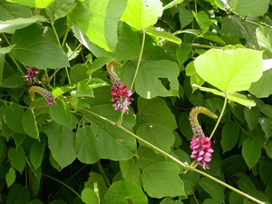 Pueraria tubercul - afrodisiac, tonic cardiac și normalizează ciclul menstrual